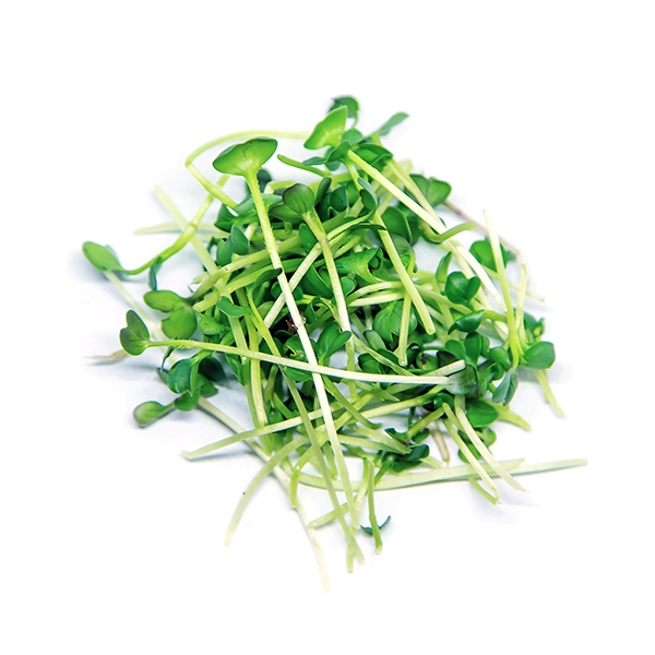 Alō Kale Microgreens