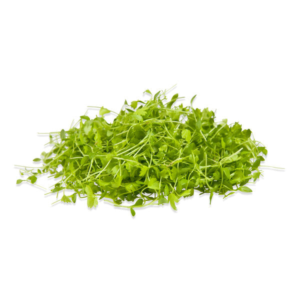 Alō Celery Microgreen