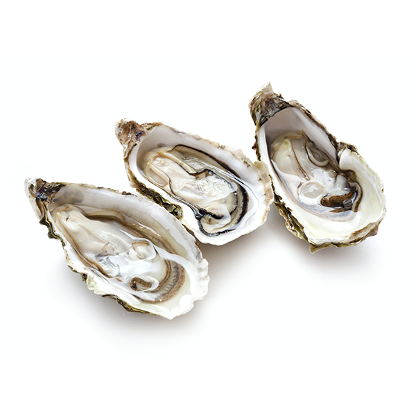 Fresh Apalachicola Bay Oysters