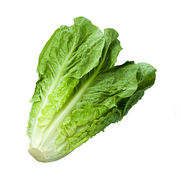 Alō Romain Lettuce Green